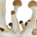 Zamnesia SUPREME Grow Kit "Golden Teacher"