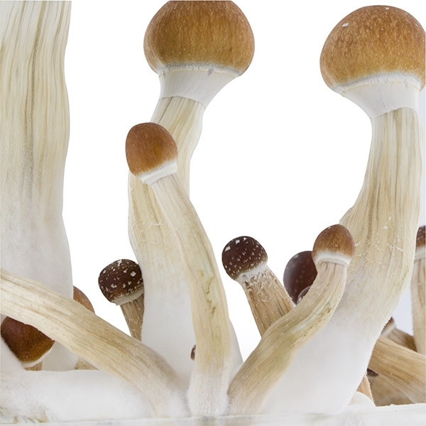 Zamnesia SUPREME Grow Kit "Golden Teacher"