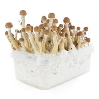 Zamnesia SUPREME Grow Kit "Mexican"