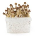 Zamnesia SUPREME Grow Kit "Mexican"