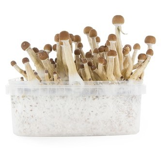 Fresh Mushrooms odlingskit &rdquo;Mexican&rdquo;