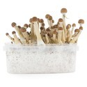 Zamnesia SUPREME Grow Kit "Mexican"