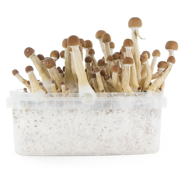 Zamnesia SUPREME Grow Kit "Mexican"
