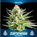 3 gratis cannabisfrön (Zamnesia Seeds)