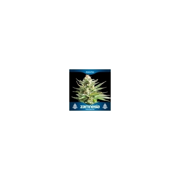 3 gratis cannabisfrön (Zamnesia Seeds)