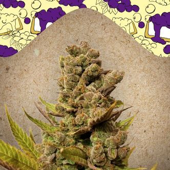 Blueberry Cheesecake (Female Seeds) feminiserade cannabisfr&ouml;n