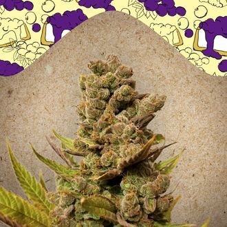 Blueberry Cheesecake (Female Seeds) Feminiserade