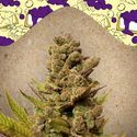 Blueberry Cheesecake (Female Seeds) Feminiserade