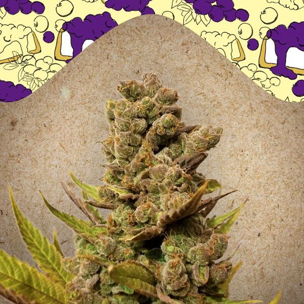 Blueberry Cheesecake (Female Seeds) Feminiserade