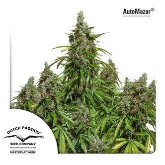 AutoMazar (Dutch Passion) feminiserade cannabisfr&ouml;n