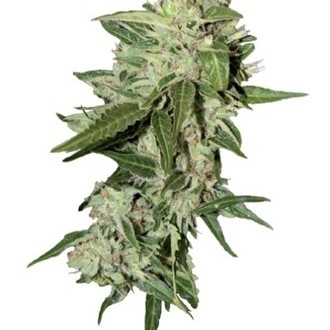 Auto Mazar (Dutch Passion) Feminiserade