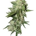 Auto Mazar (Dutch Passion) Feminiserade