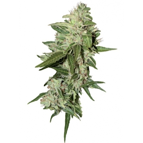 Auto Mazar (Dutch Passion) Feminiserade