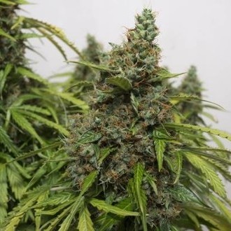 Auto Mazar (Dutch Passion) Feminiserade