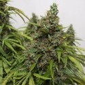 Auto Mazar (Dutch Passion) Feminiserade