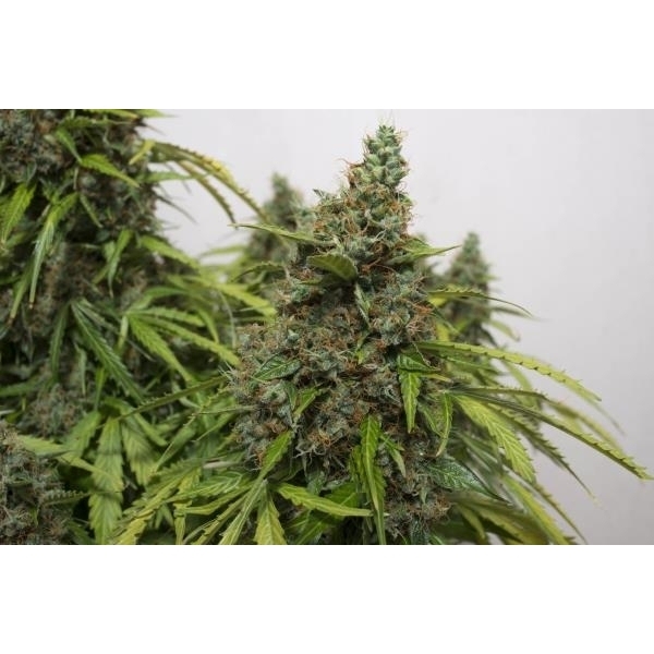 Auto Mazar (Dutch Passion) Feminiserade