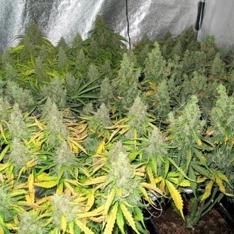 Auto Mazar (Dutch Passion) Feminiserade