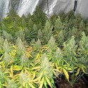 Auto Mazar (Dutch Passion) Feminiserade