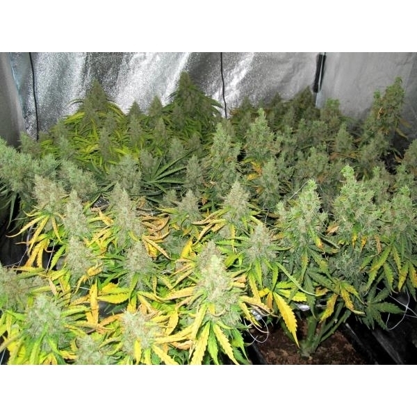 Auto Mazar (Dutch Passion) Feminiserade