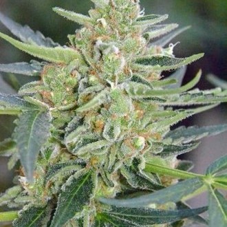 Auto Mazar (Dutch Passion) Feminiserade