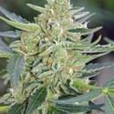Auto Mazar (Dutch Passion) Feminiserade