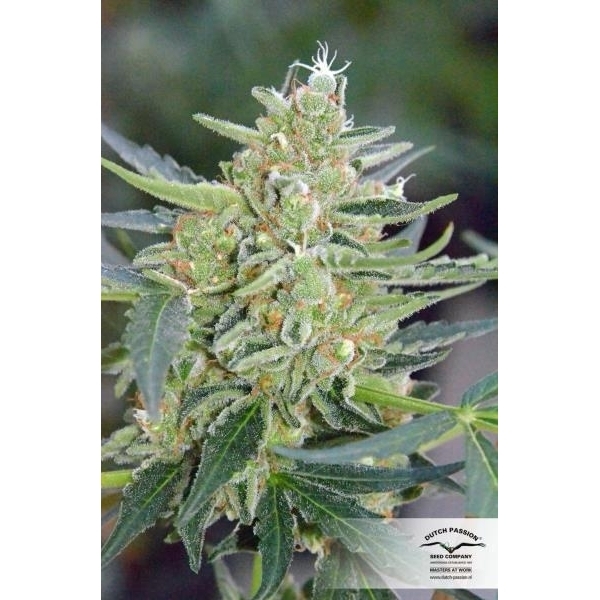 Auto Mazar (Dutch Passion) Feminiserade