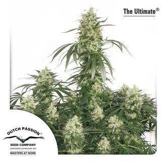 Den ultimata (Dutch Passion) Feminiserade
