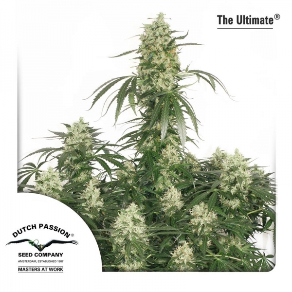 Den ultimata (Dutch Passion) Feminiserade