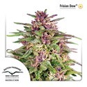 Frisian Dew (Dutch Passion) Feminiserade