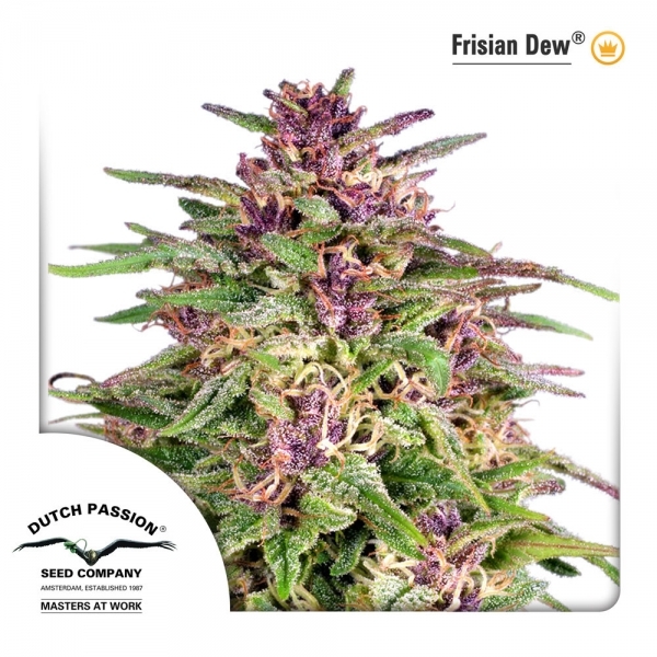 Frisian Dew (Dutch Passion) Feminiserade
