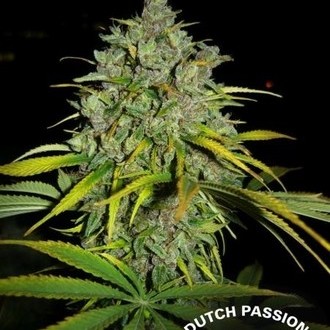 Frisian Dew (Dutch Passion) Feminiserade