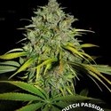 Frisian Dew (Dutch Passion) Feminiserade