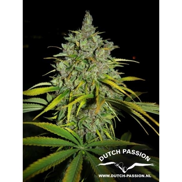 Frisian Dew (Dutch Passion) Feminiserade