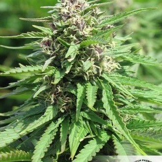 Frisian Dew (Dutch Passion) Feminiserade