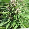 Frisian Dew (Dutch Passion) Feminiserade