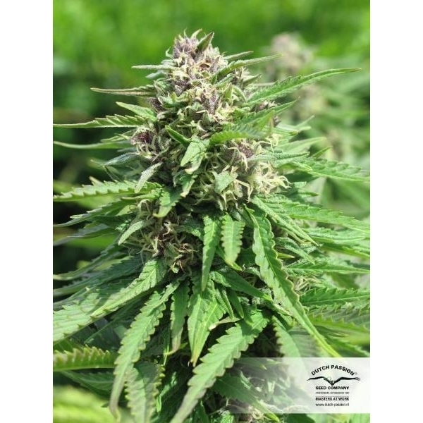 Frisian Dew (Dutch Passion) Feminiserade