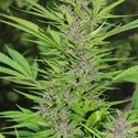 Frisian Dew (Dutch Passion) Feminiserade