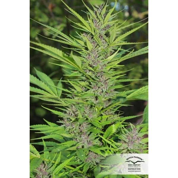 Frisian Dew (Dutch Passion) Feminiserade