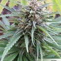 Frisian Dew (Dutch Passion) Feminiserade