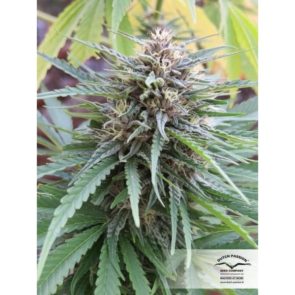 Frisian Dew (Dutch Passion) Feminiserade