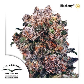 Blueberry (Dutch Passion) feminiserade cannabisfr&ouml;n