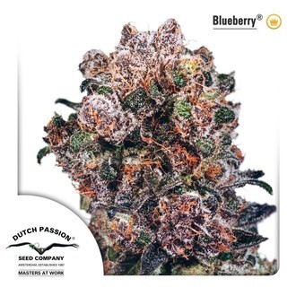 Blueberry (Dutch Passion) Feminiserade