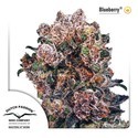 Blueberry (Dutch Passion) Feminiserade