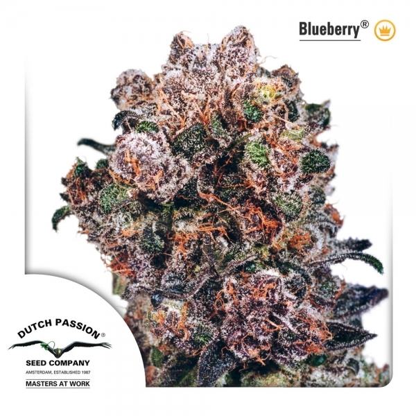 Blueberry (Dutch Passion) Feminiserade