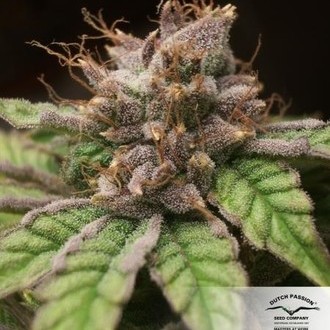 Blueberry (Dutch Passion) Feminiserade