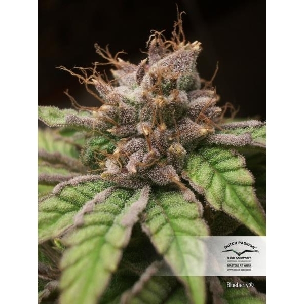 Blueberry (Dutch Passion) Feminiserade