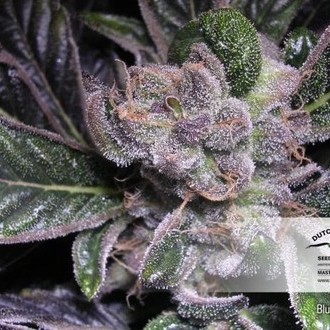 Blueberry (Dutch Passion) Feminiserade