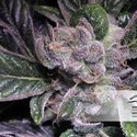 Blueberry (Dutch Passion) Feminiserade