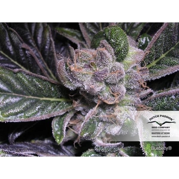 Blueberry (Dutch Passion) Feminiserade