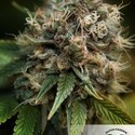 Blueberry (Dutch Passion) Feminiserade